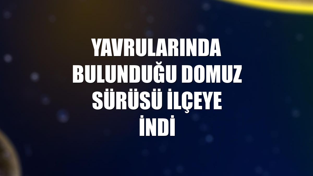 Yavrularında bulunduğu domuz sürüsü ilçeye indi