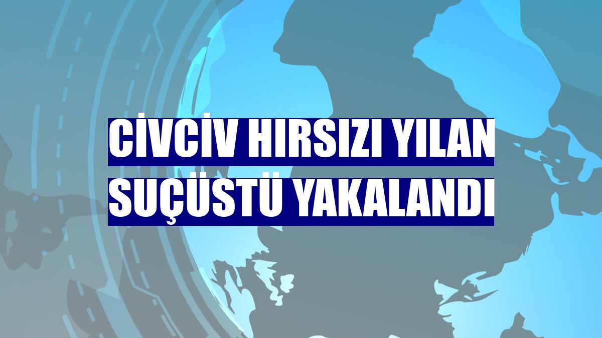 Civciv hırsızı yılan suçüstü yakalandı