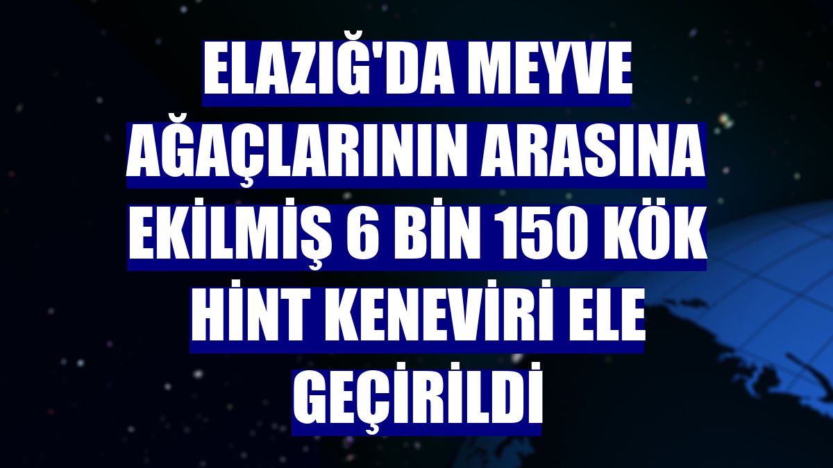 Elazığ'da meyve ağaçlarının arasına ekilmiş 6 bin 150 kök Hint keneviri ele geçirildi