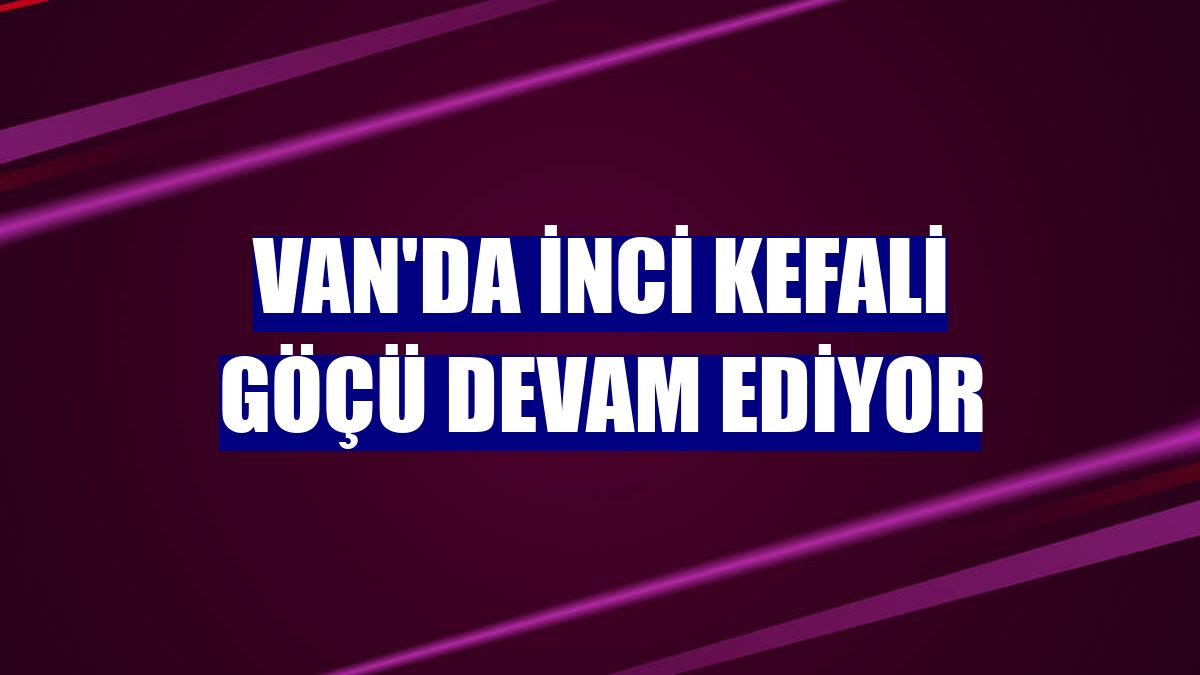 Van'da inci kefali göçü devam ediyor
