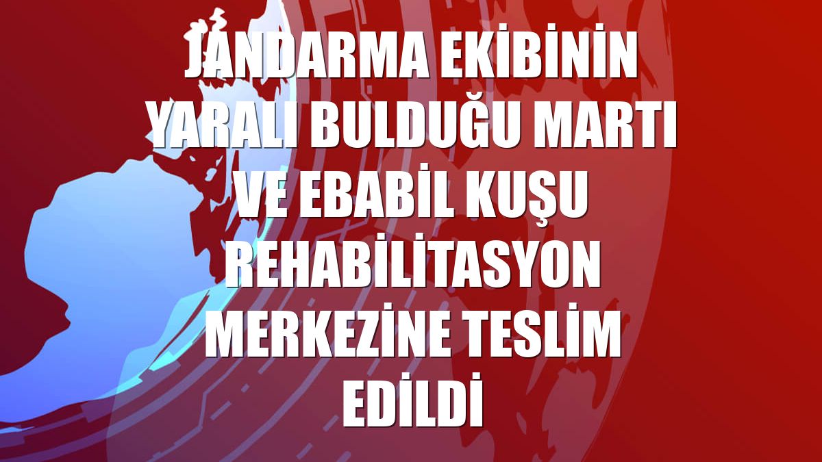 Jandarma ekibinin yaralı bulduğu martı ve ebabil kuşu rehabilitasyon merkezine teslim edildi