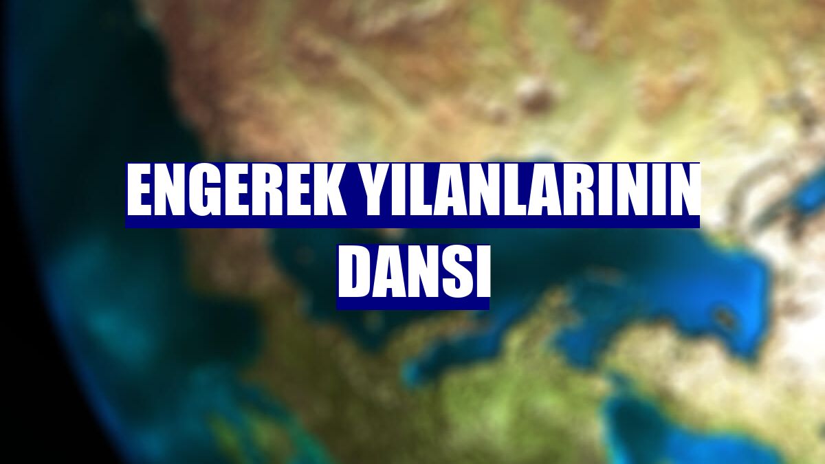Engerek yılanlarının dansı