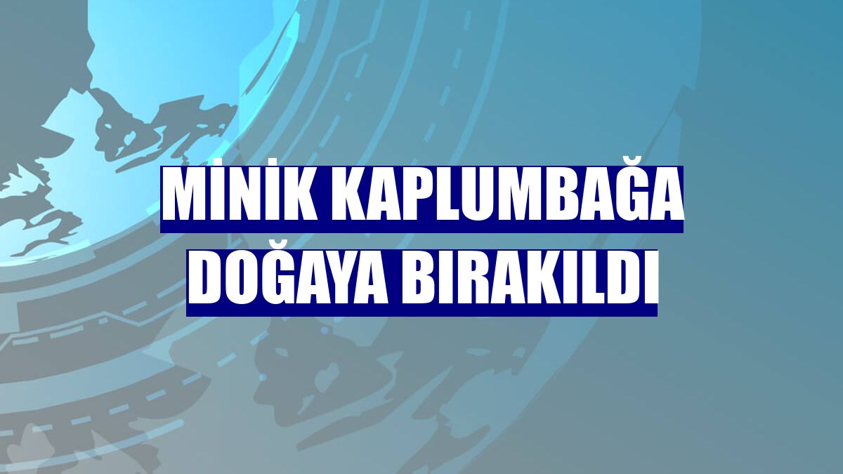 Minik kaplumbağa doğaya bırakıldı