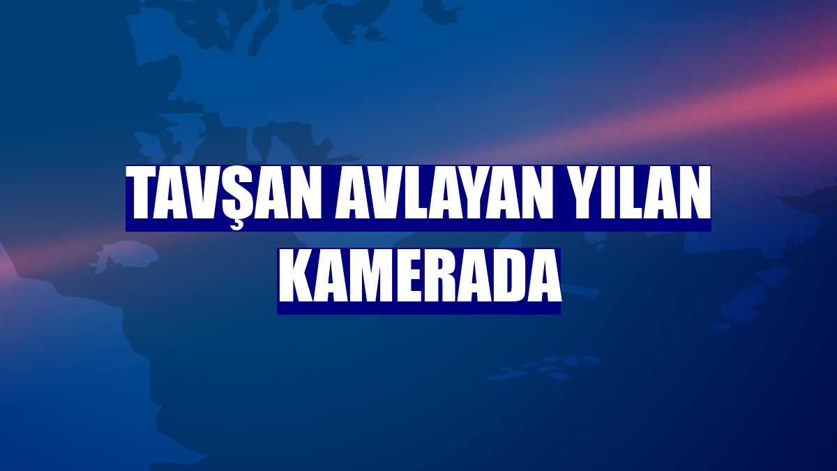 Tavşan avlayan yılan kamerada