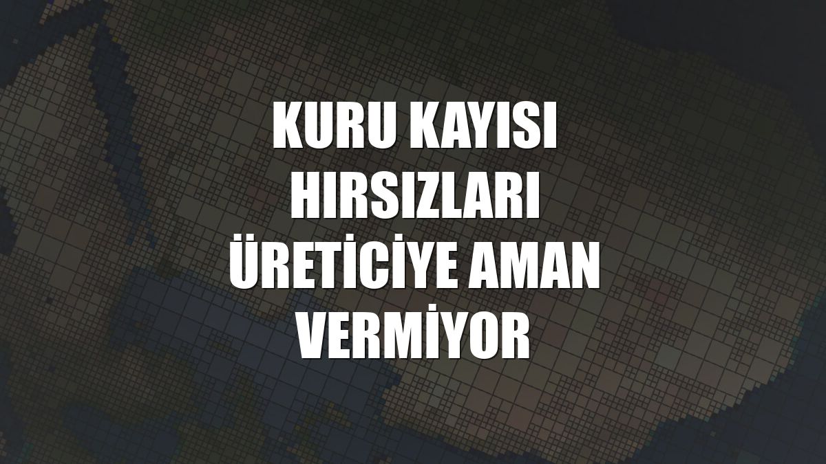 Kuru kayısı hırsızları üreticiye aman vermiyor
