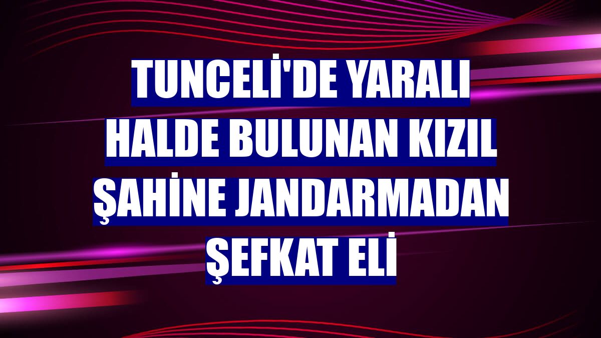 Tunceli'de yaralı halde bulunan kızıl şahine jandarmadan şefkat eli