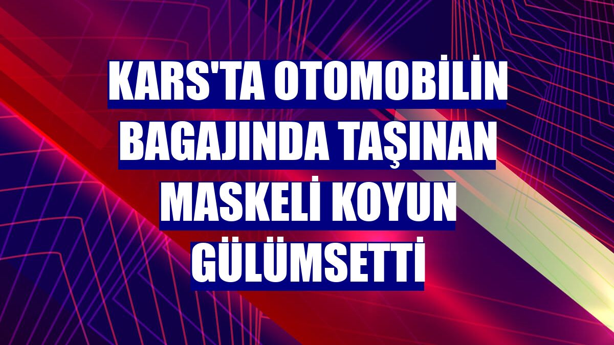 Kars'ta otomobilin bagajında taşınan maskeli koyun gülümsetti