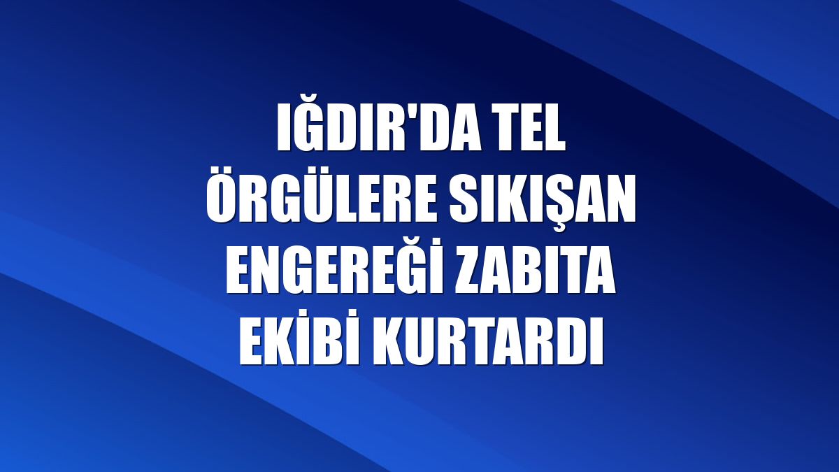 Iğdır'da tel örgülere sıkışan engereği zabıta ekibi kurtardı