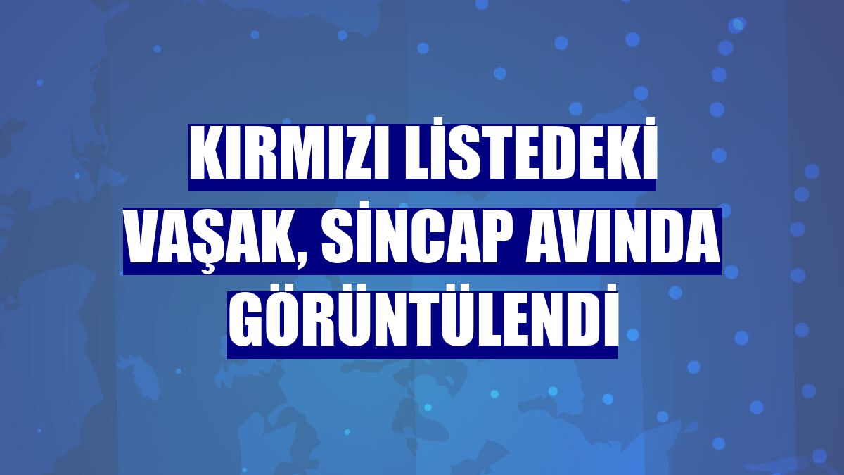 Kırmızı listedeki vaşak, sincap avında görüntülendi