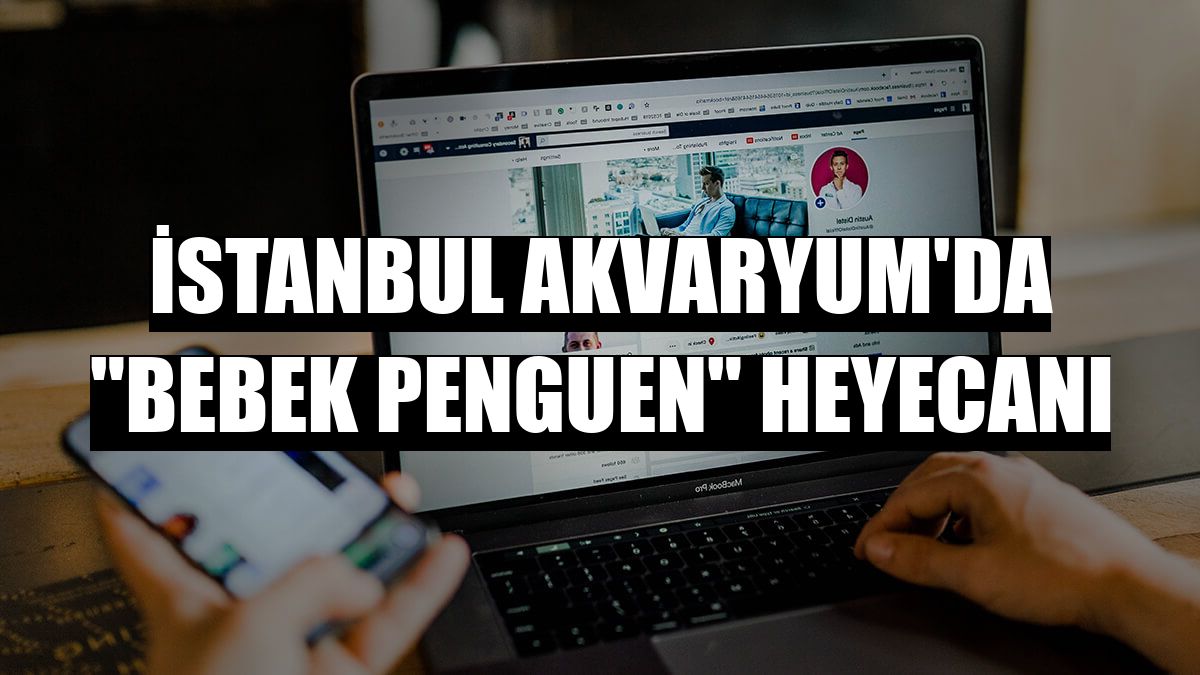 İstanbul Akvaryum'da 'bebek penguen' heyecanı