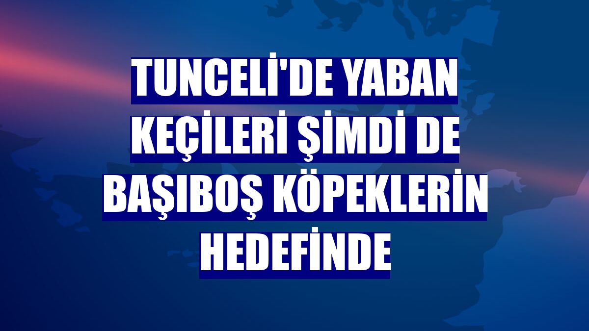 Tunceli'de yaban keçileri şimdi de başıboş köpeklerin hedefinde