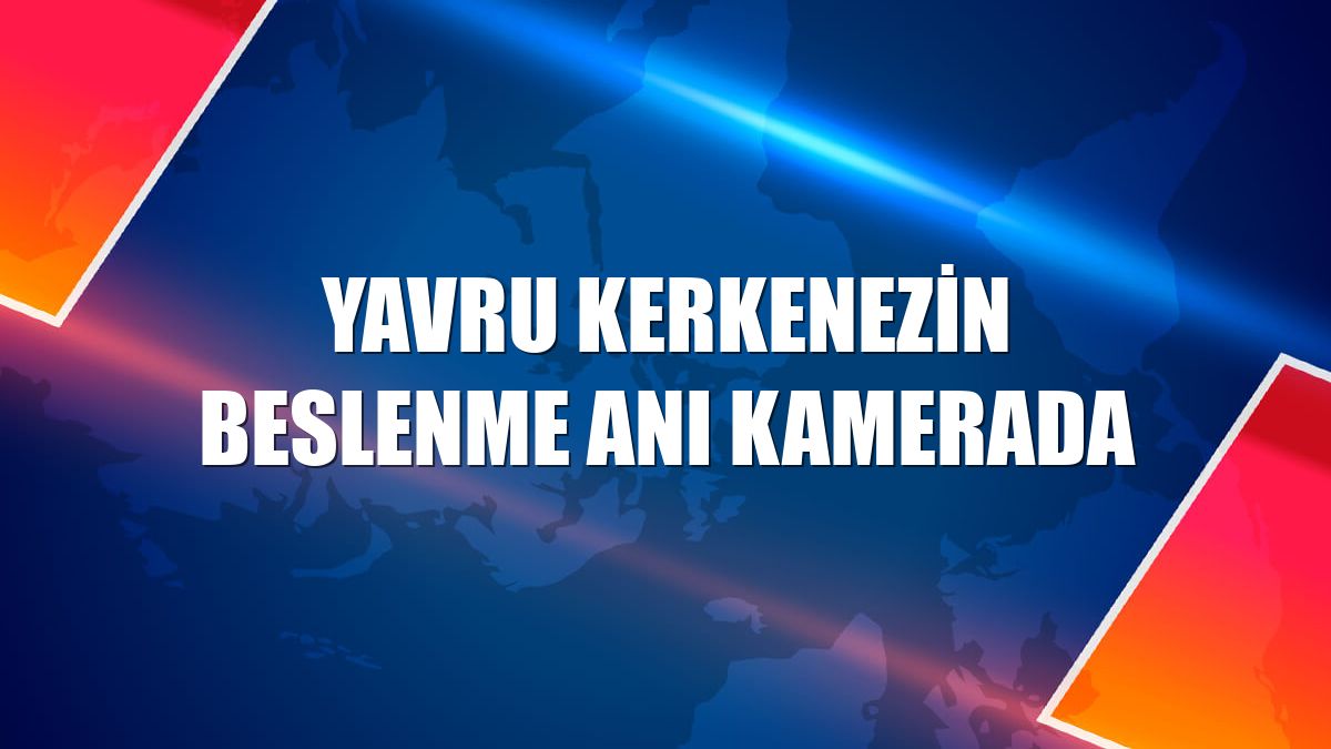 Yavru Kerkenezin beslenme anı kamerada