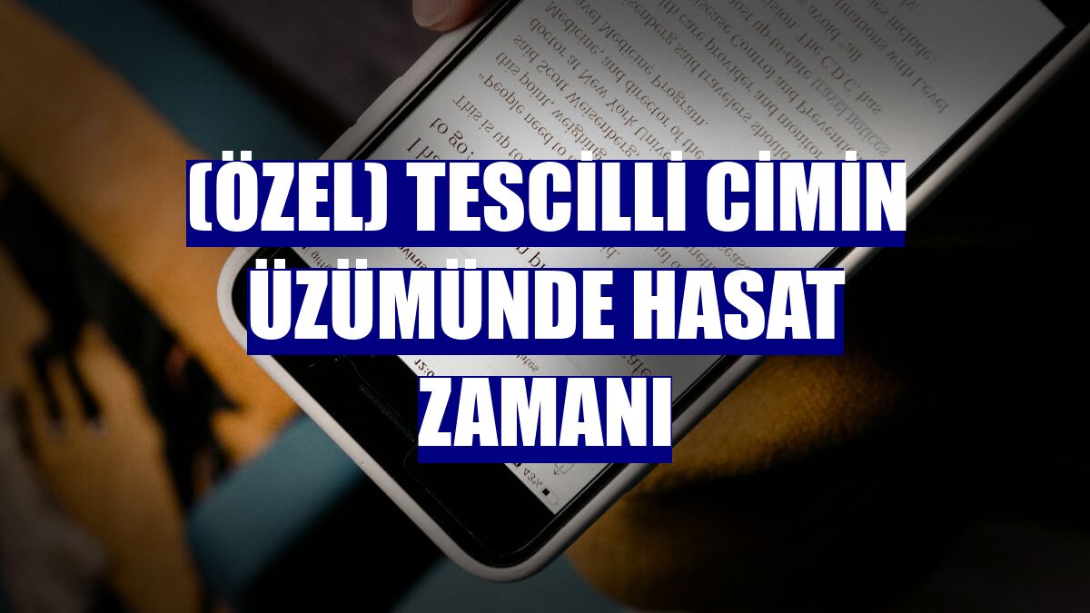 (Özel) Tescilli Cimin üzümünde hasat zamanı