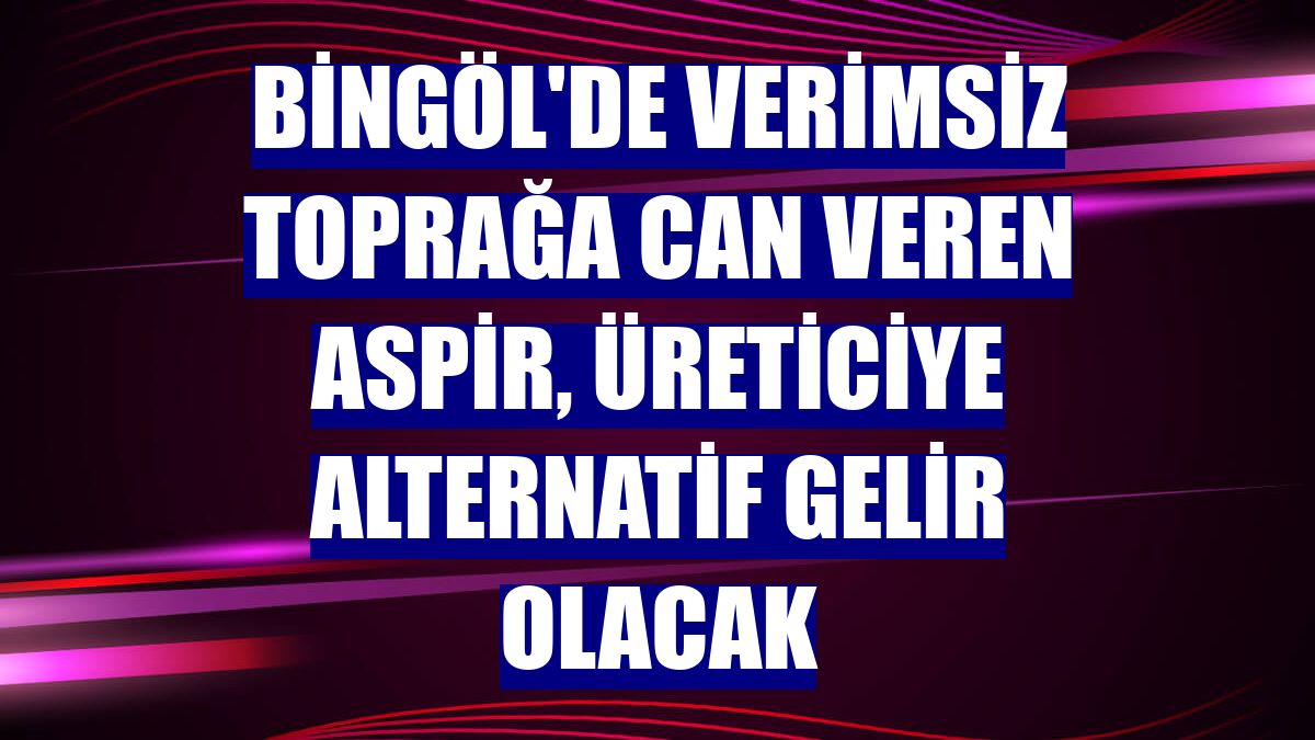 Bingöl'de verimsiz toprağa can veren aspir, üreticiye alternatif gelir olacak