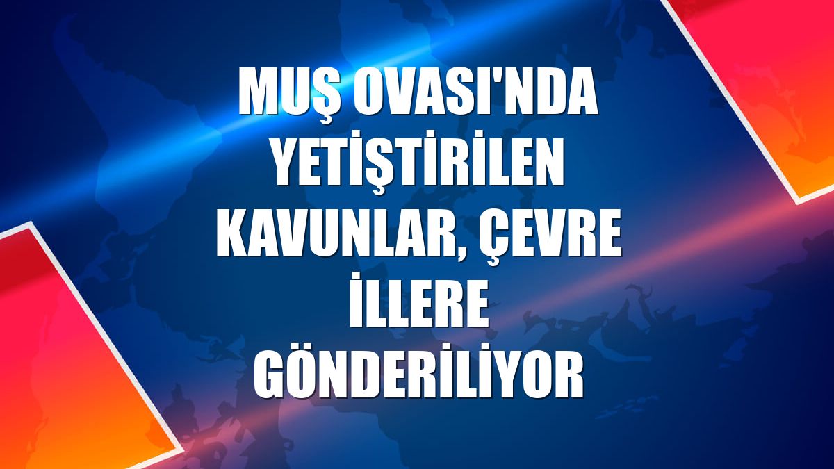Muş Ovası'nda yetiştirilen kavunlar, çevre illere gönderiliyor