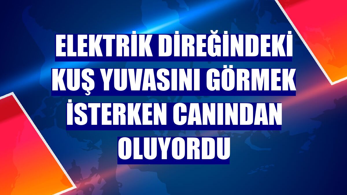 Elektrik direğindeki kuş yuvasını görmek isterken canından oluyordu