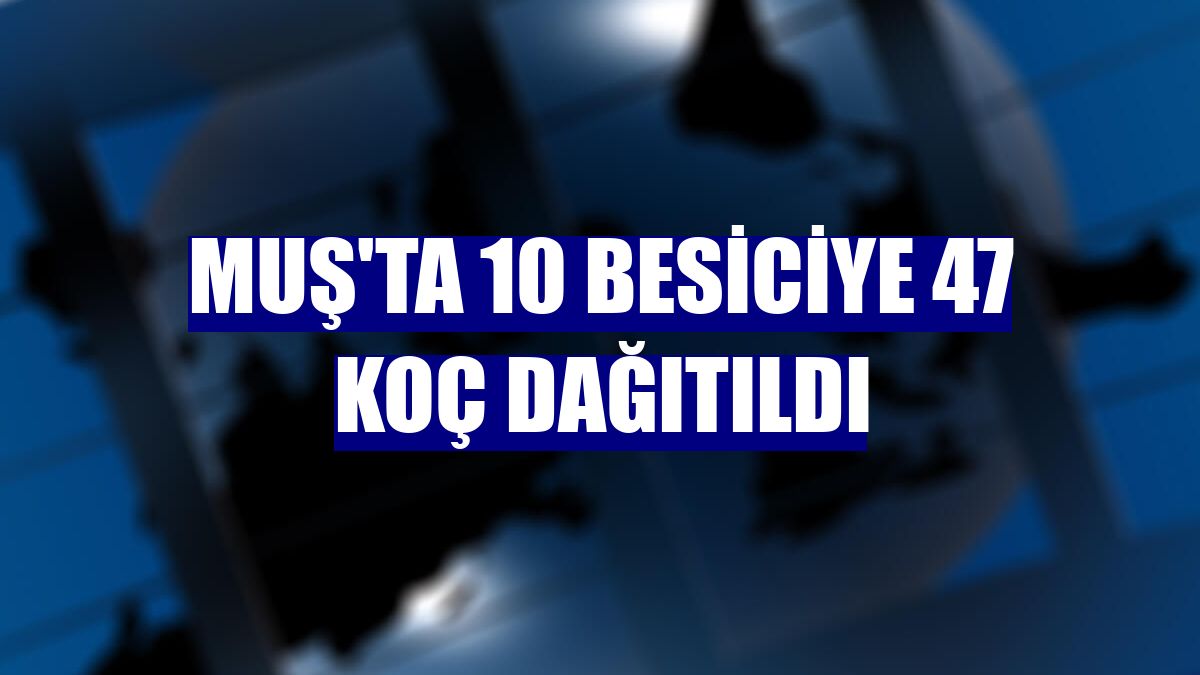 Muş'ta 10 besiciye 47 koç dağıtıldı