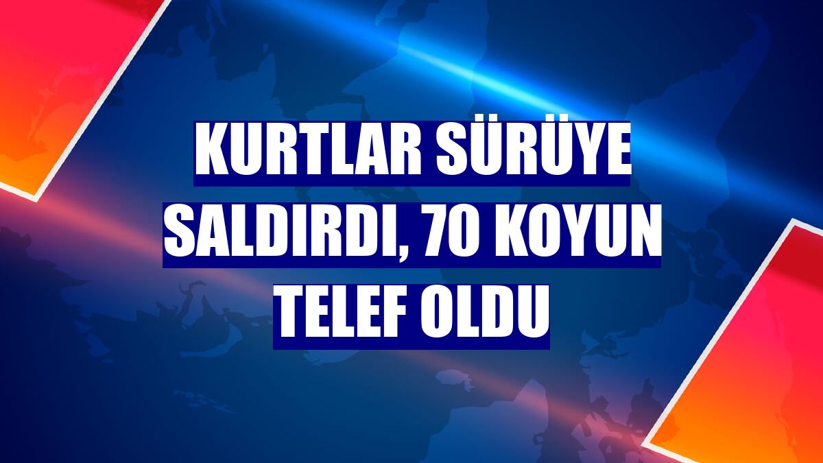 Kurtlar sürüye saldırdı, 70 koyun telef oldu