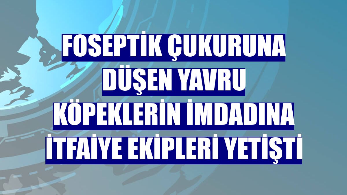 Foseptik çukuruna düşen yavru köpeklerin imdadına itfaiye ekipleri yetişti