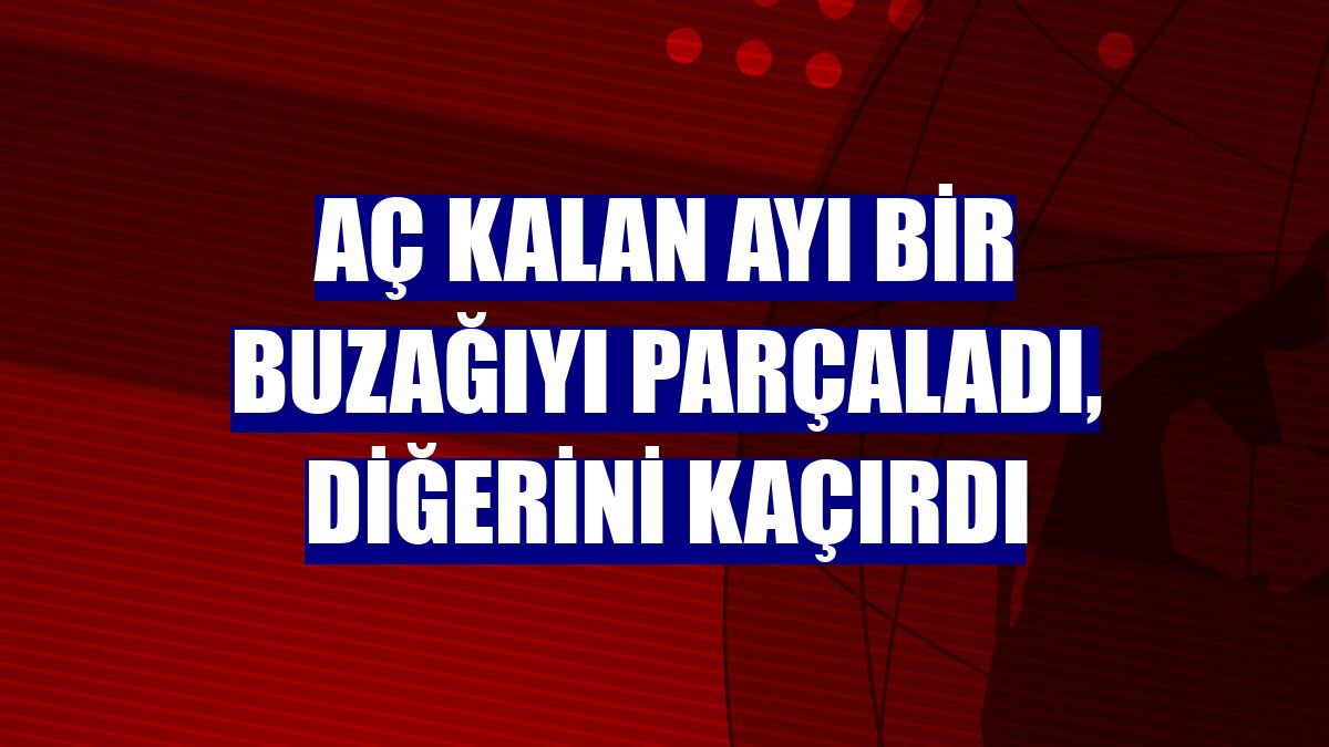 Aç kalan ayı bir buzağıyı parçaladı, diğerini kaçırdı
