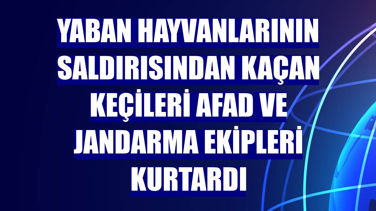 Yaban hayvanlarının saldırısından kaçan keçileri AFAD ve jandarma ekipleri kurtardı