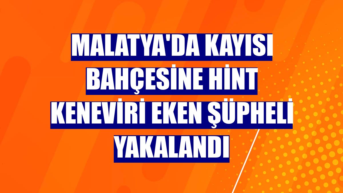 Malatya'da kayısı bahçesine Hint keneviri eken şüpheli yakalandı