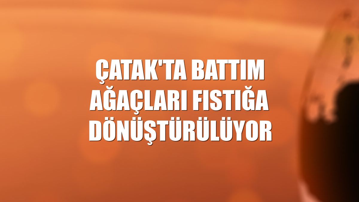 Çatak'ta battım ağaçları fıstığa dönüştürülüyor