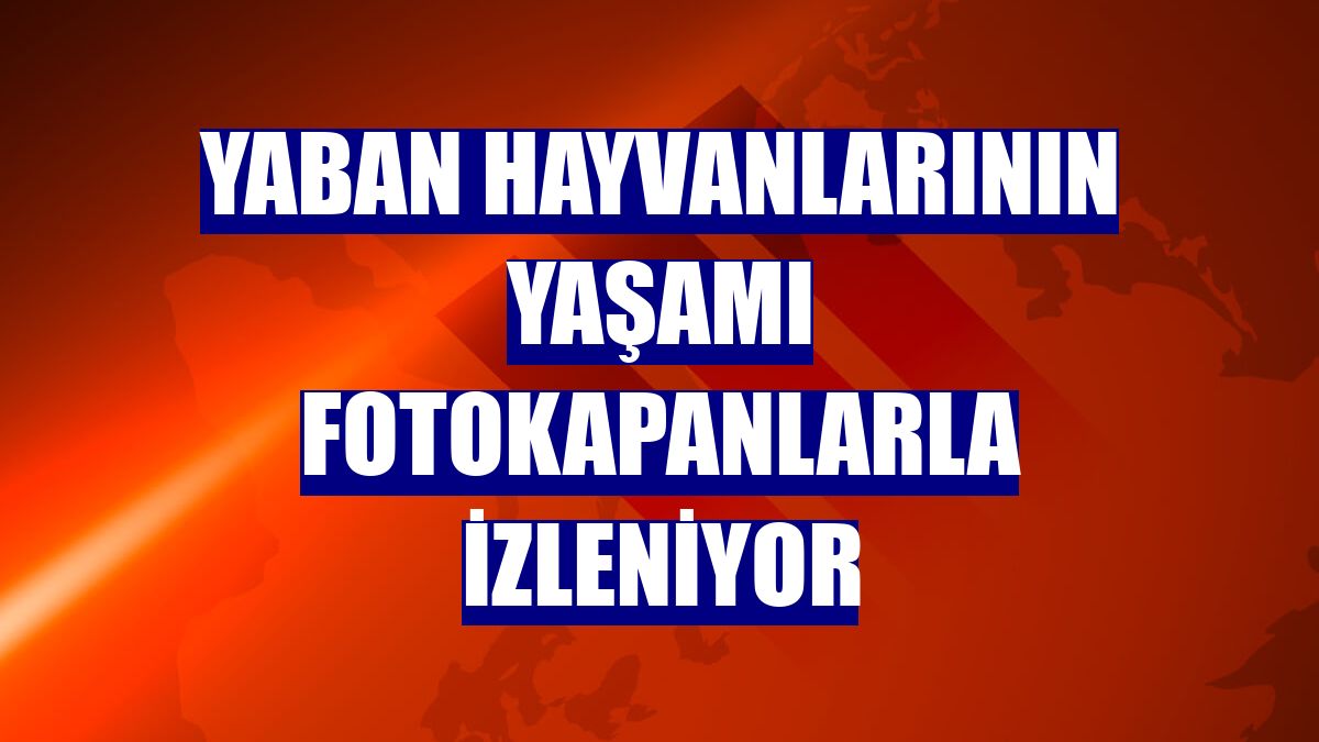 Yaban hayvanlarının yaşamı fotokapanlarla izleniyor