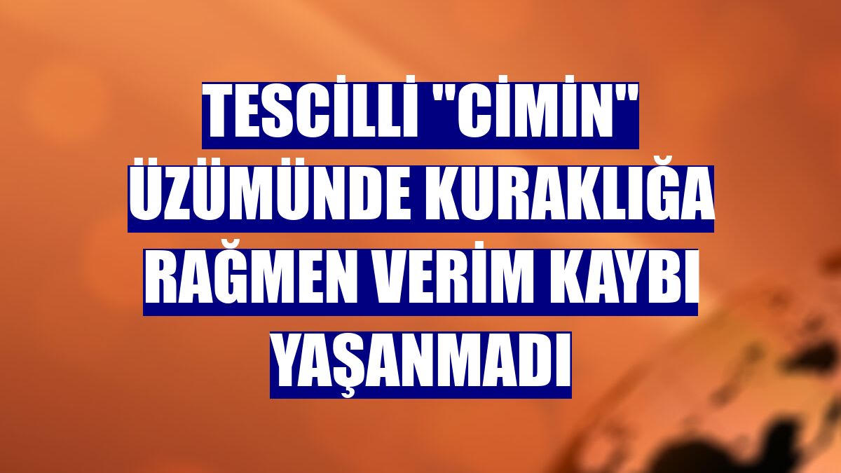 Tescilli "Cimin" üzümünde kuraklığa rağmen verim kaybı yaşanmadı