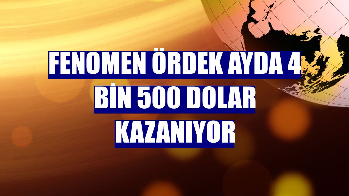 Fenomen ördek ayda 4 bin 500 dolar kazanıyor