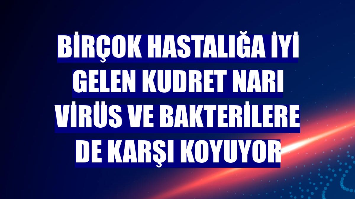 Birçok hastalığa iyi gelen kudret narı virüs ve bakterilere de karşı koyuyor