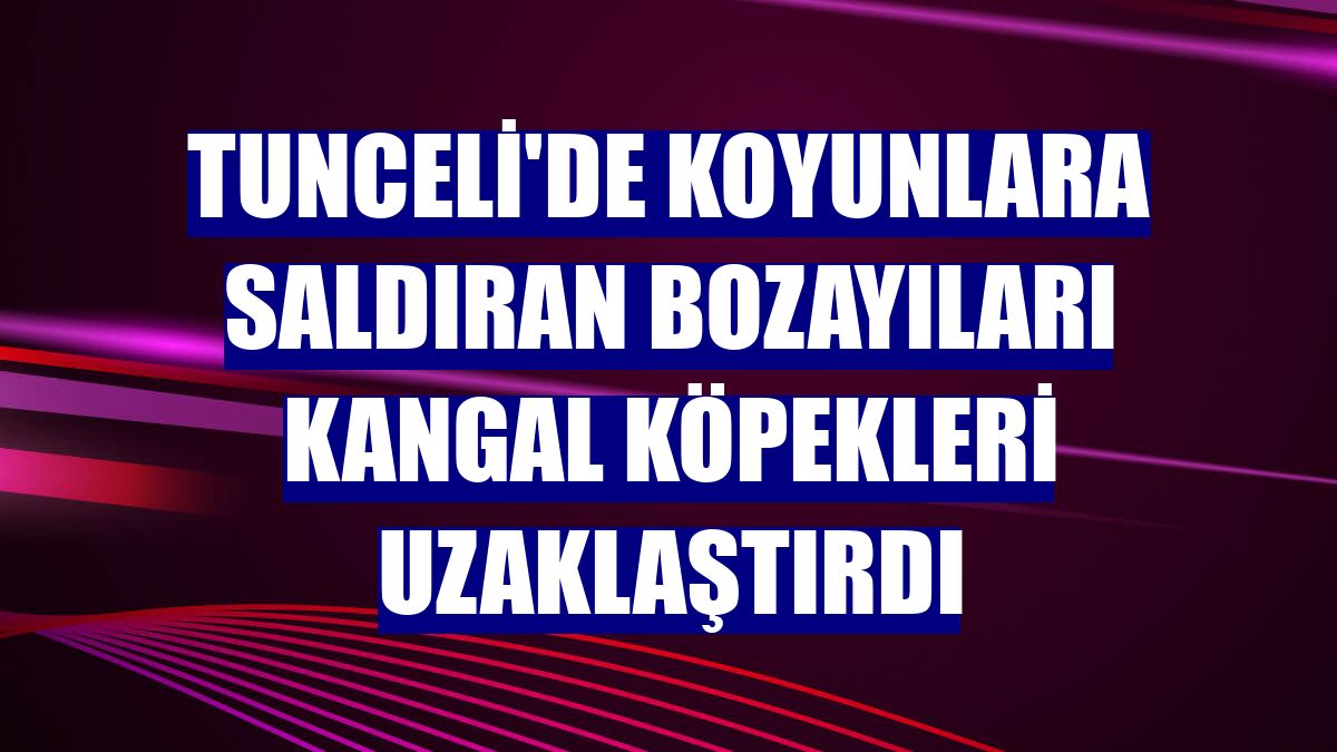 Tunceli'de koyunlara saldıran bozayıları Kangal köpekleri uzaklaştırdı