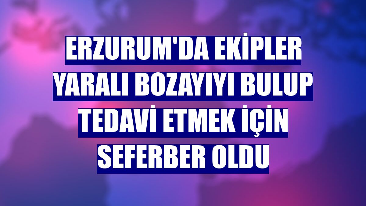 Erzurum'da ekipler yaralı bozayıyı bulup tedavi etmek için seferber oldu
