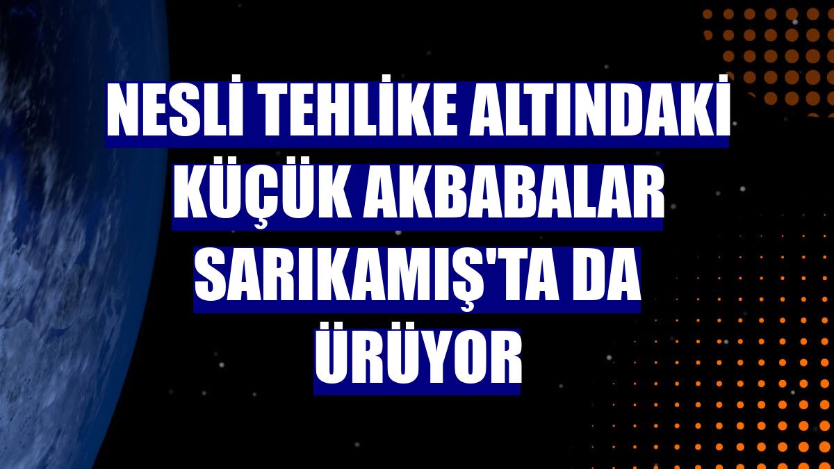 Nesli tehlike altındaki küçük akbabalar Sarıkamış'ta da ürüyor