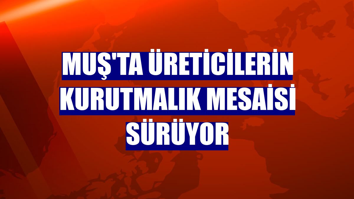 Muş'ta üreticilerin kurutmalık mesaisi sürüyor