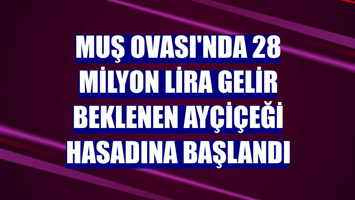 Muş Ovası'nda 28 milyon lira gelir beklenen ayçiçeği hasadına başlandı