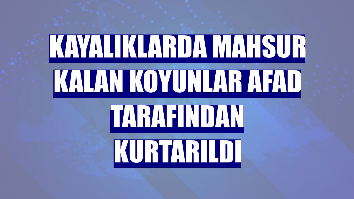 Kayalıklarda mahsur kalan koyunlar AFAD tarafından kurtarıldı