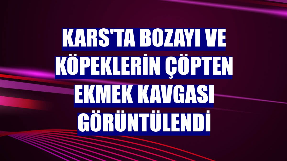 Kars'ta bozayı ve köpeklerin çöpten ekmek kavgası görüntülendi