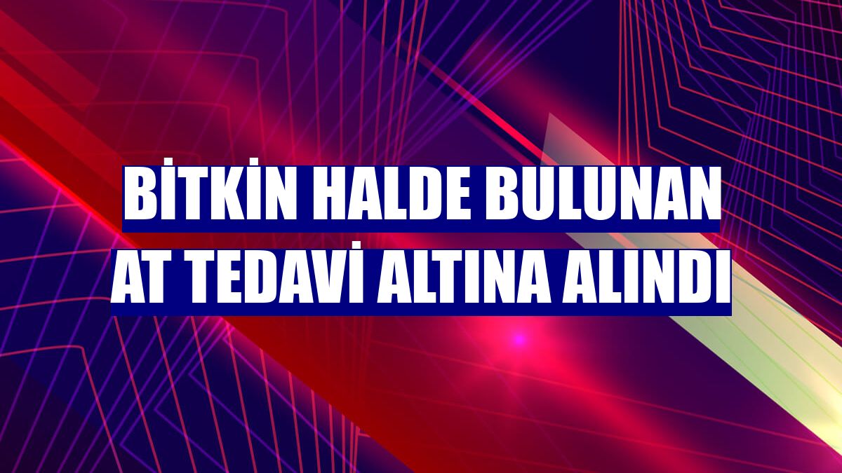 Bitkin halde bulunan at tedavi altına alındı