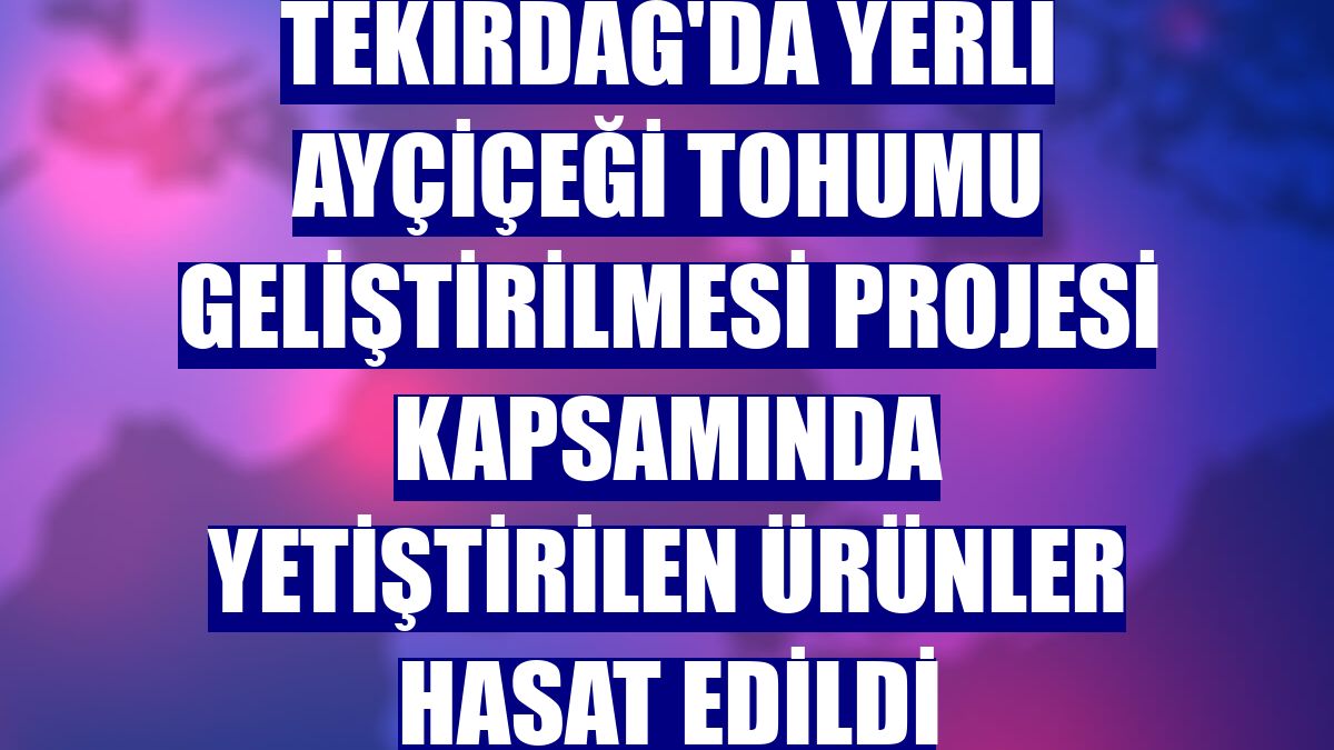 Tekirdağ'da yerli ayçiçeği tohumu geliştirilmesi projesi kapsamında yetiştirilen ürünler hasat edildi