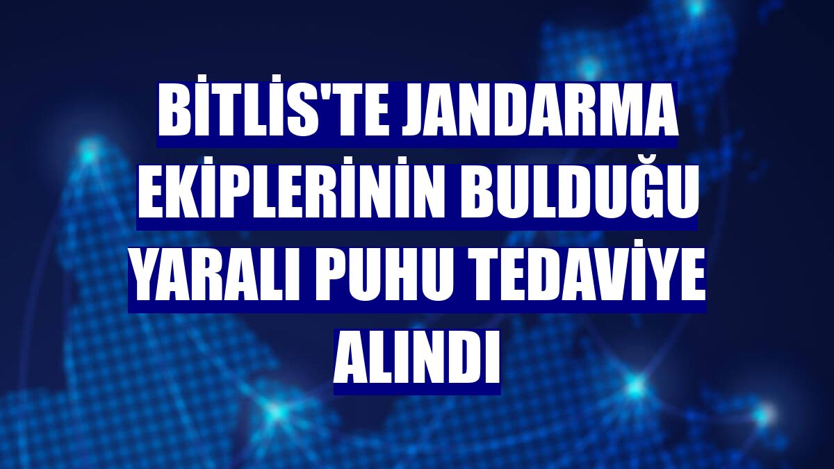 Bitlis'te jandarma ekiplerinin bulduğu yaralı puhu tedaviye alındı