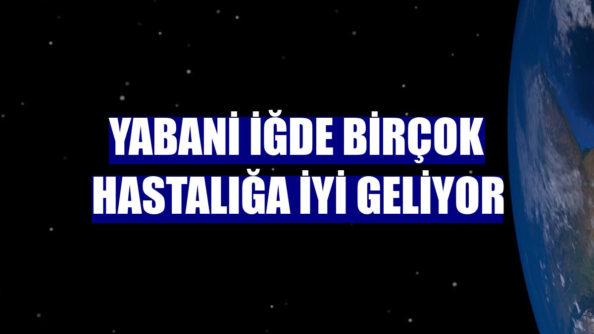 Yabani iğde birçok hastalığa iyi geliyor