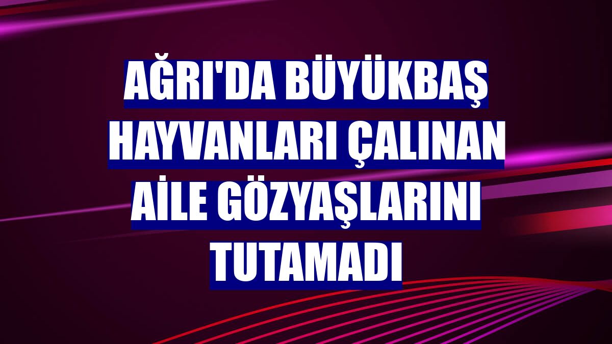 Ağrı'da büyükbaş hayvanları çalınan aile gözyaşlarını tutamadı