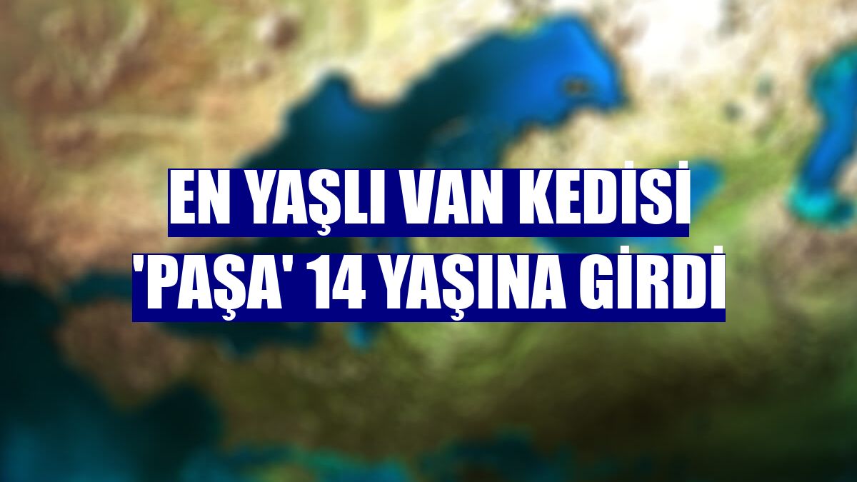 En yaşlı Van kedisi 'Paşa' 14 yaşına girdi