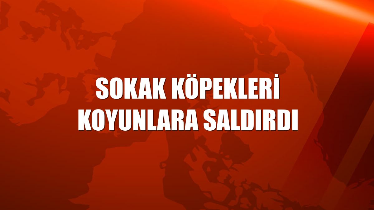 Sokak köpekleri koyunlara saldırdı