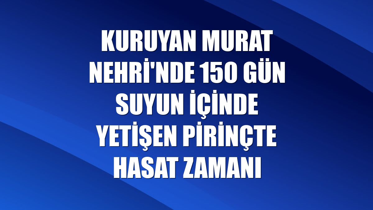 Kuruyan Murat Nehri'nde 150 gün suyun içinde yetişen pirinçte hasat zamanı