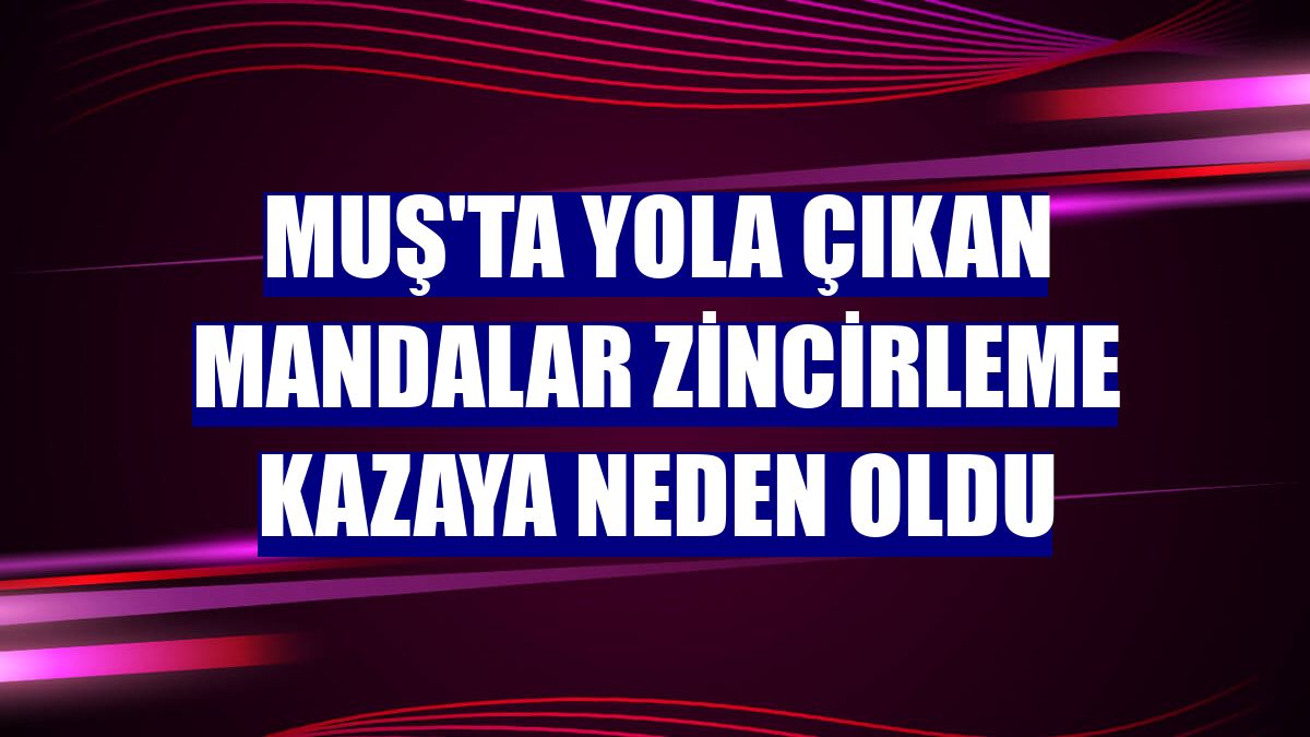 Muş'ta yola çıkan mandalar zincirleme kazaya neden oldu