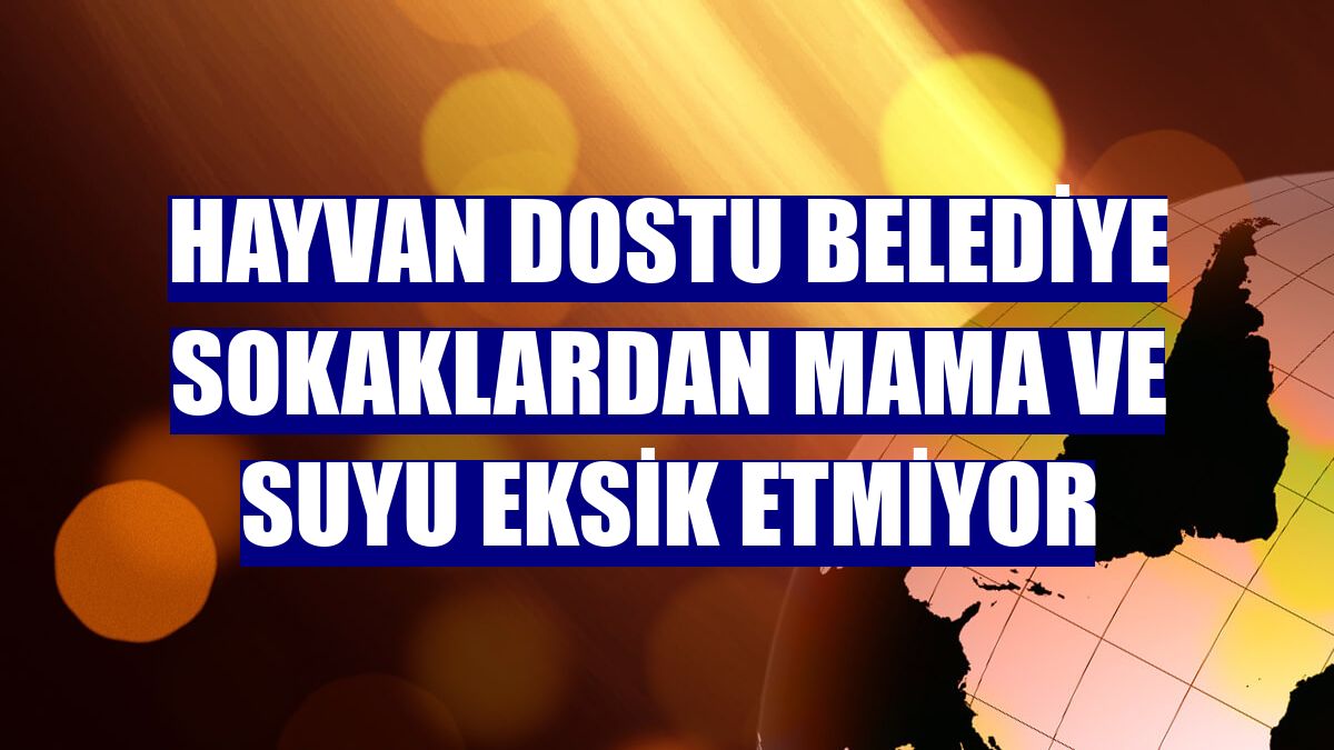 Hayvan dostu belediye sokaklardan mama ve suyu eksik etmiyor