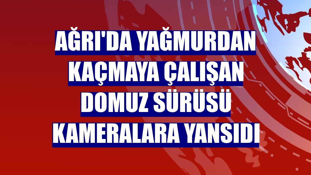Ağrı'da yağmurdan kaçmaya çalışan domuz sürüsü kameralara yansıdı