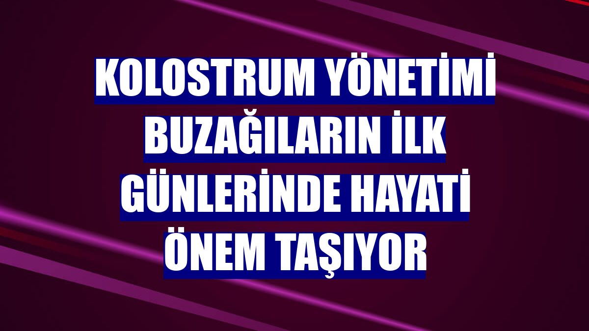 Kolostrum yönetimi buzağıların ilk günlerinde hayati önem taşıyor